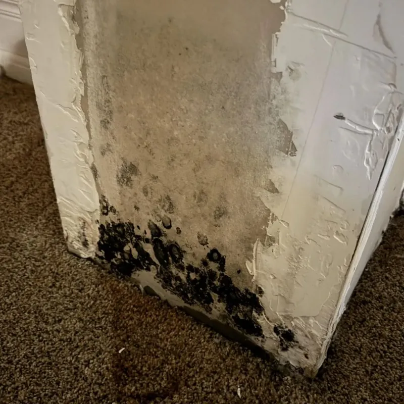 Professional Mold Removal in Oliver Springs, TN